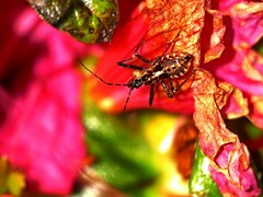 Gminatus australis