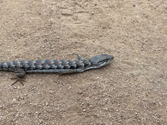 Elgaria multicarinata webbii