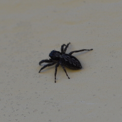 Platycryptus californicus