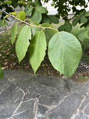 Styracaceae