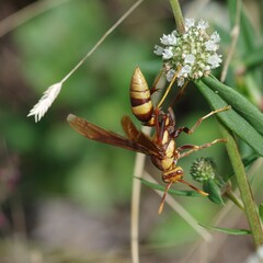 Polistes major major