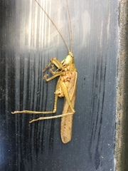 Palaeoagraecia lutea