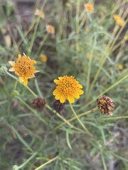 Thymophylla tenuiloba