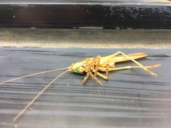 Palaeoagraecia lutea