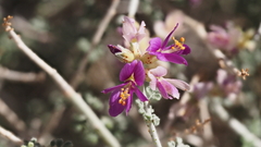 Psorothamnus polydenius