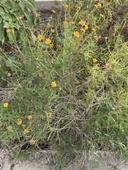 Thymophylla tenuiloba