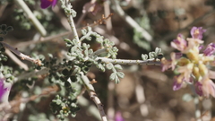 Psorothamnus polydenius