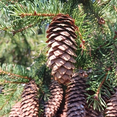 Picea abies