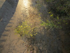 Croptilon divaricatum