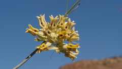 Asclepias subulata