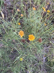 Thymophylla tenuiloba