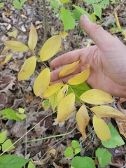 Uvularia sessilifolia