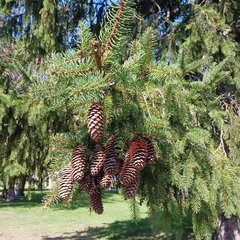 Picea abies