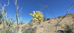 Asclepias subulata