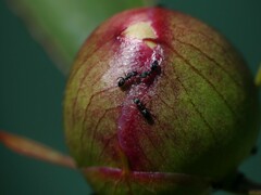 Ochetellus punctatissimus