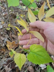 Uvularia sessilifolia