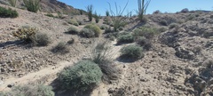 Asclepias subulata