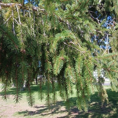 Picea abies