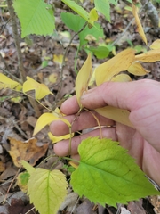 Uvularia sessilifolia