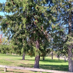 Picea abies