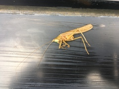 Palaeoagraecia lutea