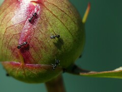 Ochetellus punctatissimus