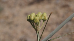 Asclepias subulata