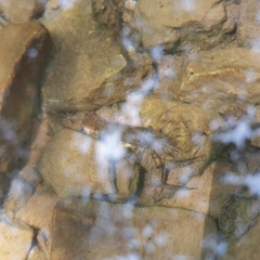 Macrobrachium nipponense