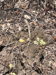 Microlophus bivittatus