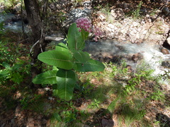 Asclepias otarioides