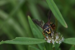 Bicyrtes insidiatrix