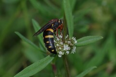 Bicyrtes insidiatrix