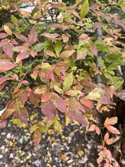 Euonymus alatus