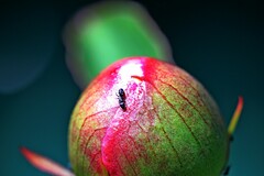 Ochetellus punctatissimus