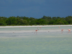 Phoenicopterus ruber