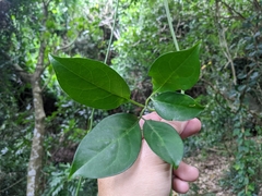 Neoalsomitra clavigera