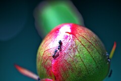 Ochetellus punctatissimus