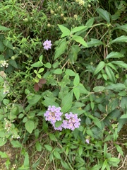 Lantana fucata