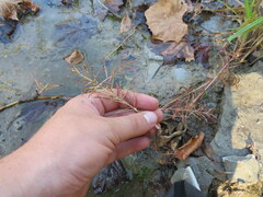 Paspalum repens