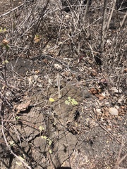 Microlophus bivittatus