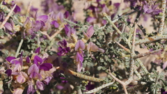 Psorothamnus polydenius