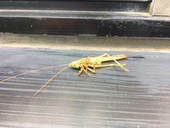 Palaeoagraecia lutea