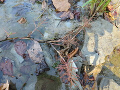 Paspalum repens