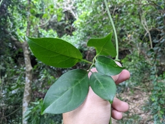 Neoalsomitra clavigera