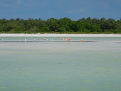 Phoenicopterus ruber