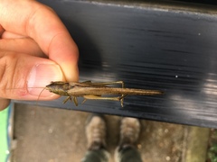 Palaeoagraecia lutea