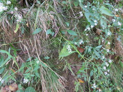 Agrostis perennans