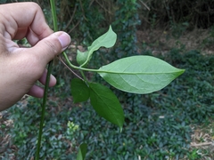 Neoalsomitra clavigera