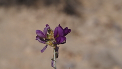 Psorothamnus polydenius