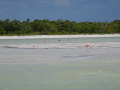 Phoenicopterus ruber